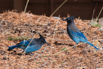 Steller's Jays feeding on the ground - Frisco - Colorado - USA