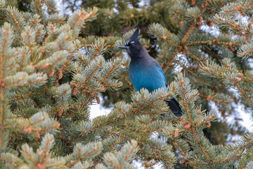Steller's Jay perched on a pine tree - Frisco - Colorado - USA - obrazy, fototapety, plakaty