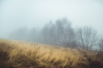 Fototapeta na wymiar Autumn meadow and bare trees in the fog