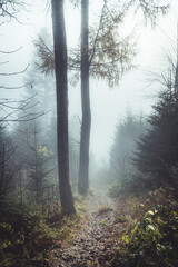 Autumn forest in the fog, footpath in Carpathian mountains
