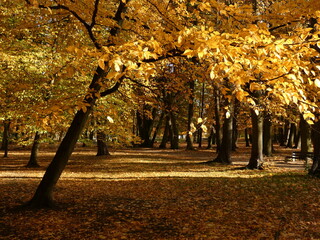 Park alley with leaning beech tree and yellow autumn leaves, Przymorze Park, Gdansk, Poland