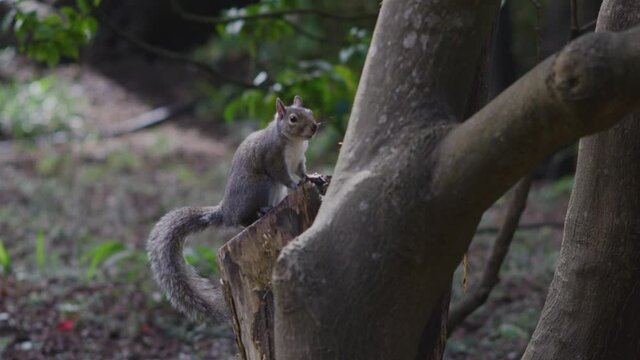 Western grey wild squirrel squirrels park climbing tree friendly eyes looking searching nuts peanuts hunter gather food home rodent chipmunk Disney park soft fut pet kids California forests