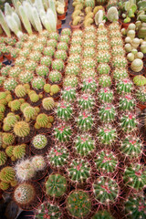 Obraz premium CACTUS DIFFERENT TYPES, COLORS AND SPINES