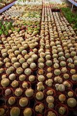 CACTUS DIFFERENT TYPES, COLORS AND SPINES