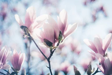 Foto op Canvas roze magnoliabloemen © Martn