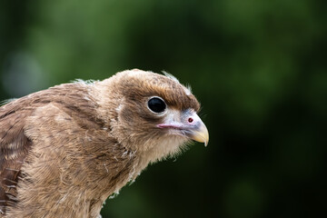 Close-up of the beak of a Chimango phalcoboenus with background blur