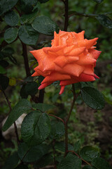 Beautiful orange rose  with water drops closeup on the green background