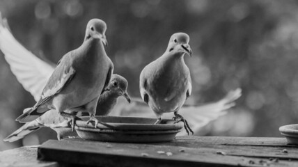 grey doves eating