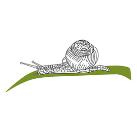 Black and white snail isolated on a white background. Vector illustration of a snail with a shell.