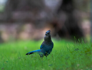A Steller's Jay on the grass at a park