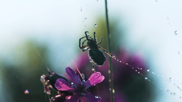 A spider next to a web on which it rains .Creative. A beatiful spider weaving in the rain on a wonderful orchid
