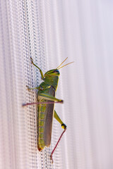 Bright green and yellow striped grasshopper on a window screen