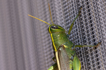 Bright green and yellow striped grasshopper on a window screen