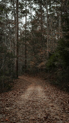 Obraz premium path in the woods