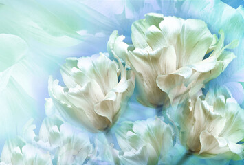 White tulips flowers  on light  blue background.  Floral  spring  background.  Close-up. Nature.