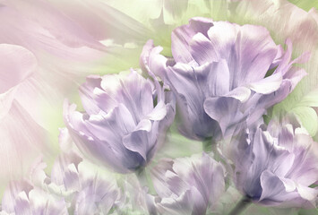 Fototapeta na wymiar tulips flowers. Floral spring background. Close-up. Nature.