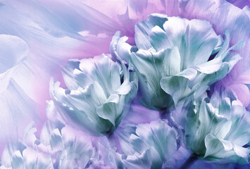 Turquoise tulips flowers  on light  purple-blue  background.  Floral  spring  background.  Close-up. Nature.