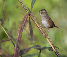 swamp sparrow on stem