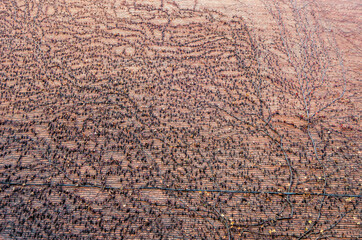 Background of branches on a wall