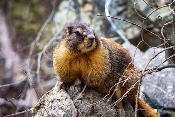 marmot in the mountains