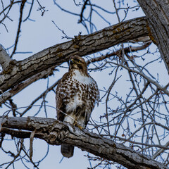 leopard in tree