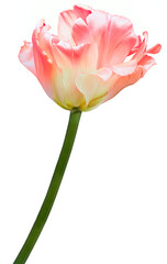 Tulip  flower on a white isolated background.  For design.  Closeup.  Nature.