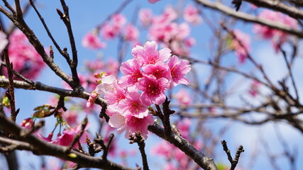 ピンク色が濃いヒカンザクラ