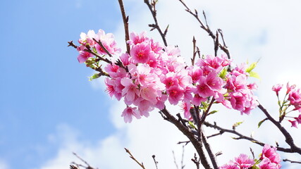 青空と桜