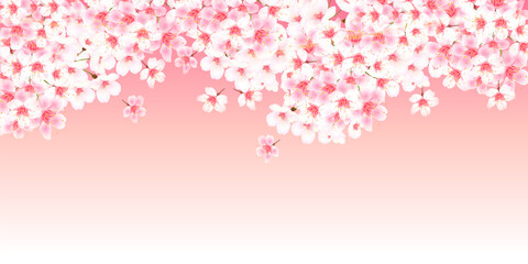 Fototapeta premium 桜 春 風景 背景