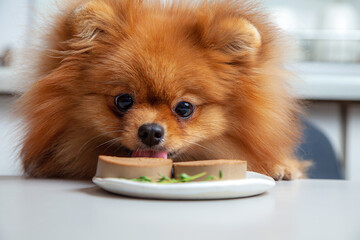Spitz dog eats liver pate sausage - obrazy, fototapety, plakaty