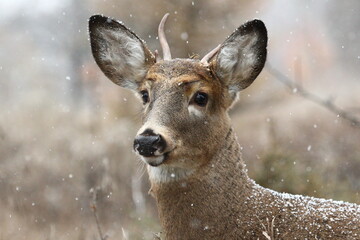 Cerf de Virginie en situation hivernale et automnale dans un parc national au Québec