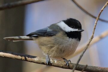 Mésange dans son environnement naturel