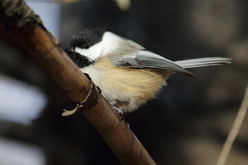 M&eacute;sange dans son environnement naturel