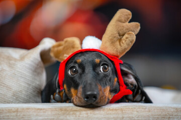 Portrait of cute dachshund puppy with headband with horns of Christmas fawn, who lies and looks around mysteriously, blurred background. Holiday atmosphere and carnival costumes for pets.