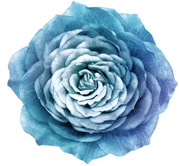Obraz premium Rose blue flower on a white isolated background. Closeup. Nature.