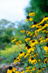 A closeup of yellow flowers in the field