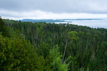 Trees in a green forest in northern Minnesota by Lake Superior 