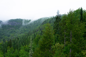 Trees in a green forest in northern Minnesota by Lake Superior 