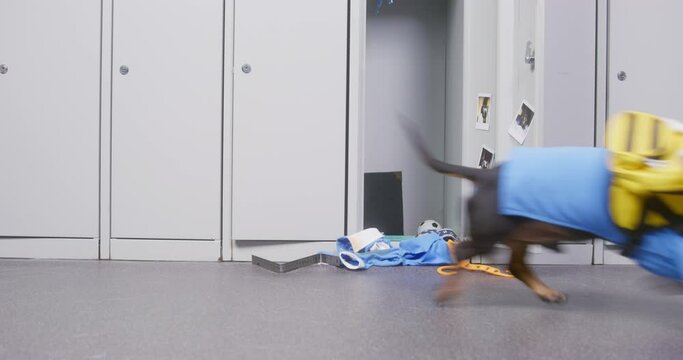 Black smooth-haired dachshund IN bright blue suit with yellow backpack on back runs up to school locker and sniffs wagging tail