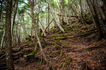 日本百名山　男体山七合目に続く登山道