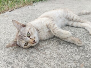 cute tabby cat on cement floor