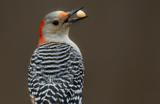 close up of an red headed woodpecker 