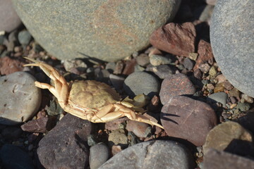 crab