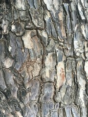 dry bark tree texture