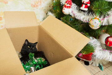 Cat in a cardboard box with festive tinsel, gift.