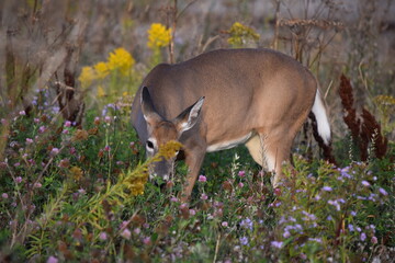 Obraz premium Canadian Deer