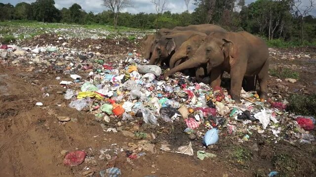 Static view of a row of elephants filling their stomachs with food from the garbage in the outskirts of a small town in Sri Lanka on a bright sunny day.