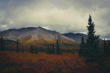 fog in the mountains