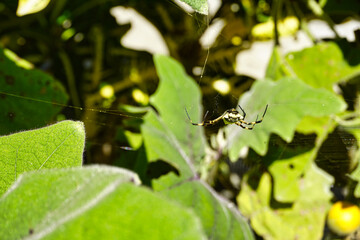 tiger spider