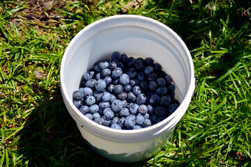 View of fresh blueberries in a white bucket on the grass